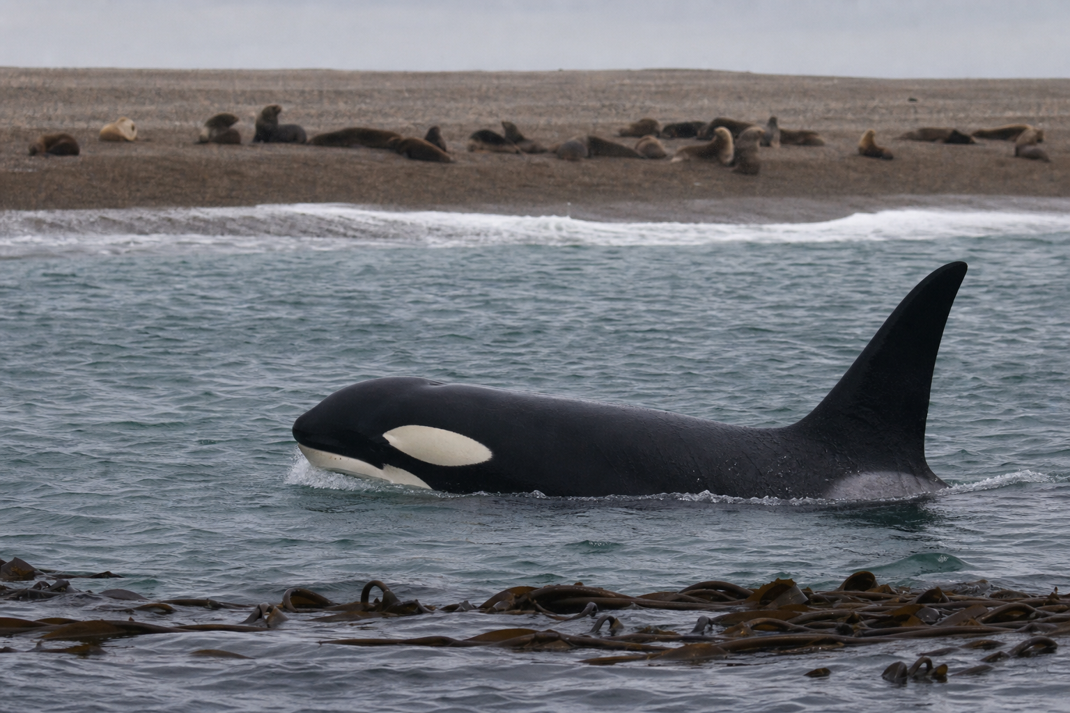 Orca - Conservation Photography