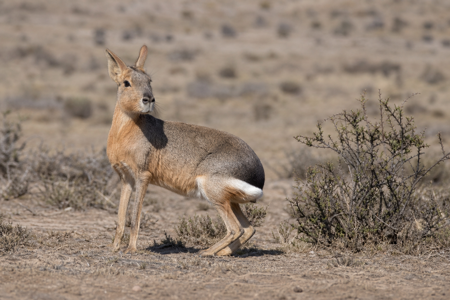 Patagonian Mara