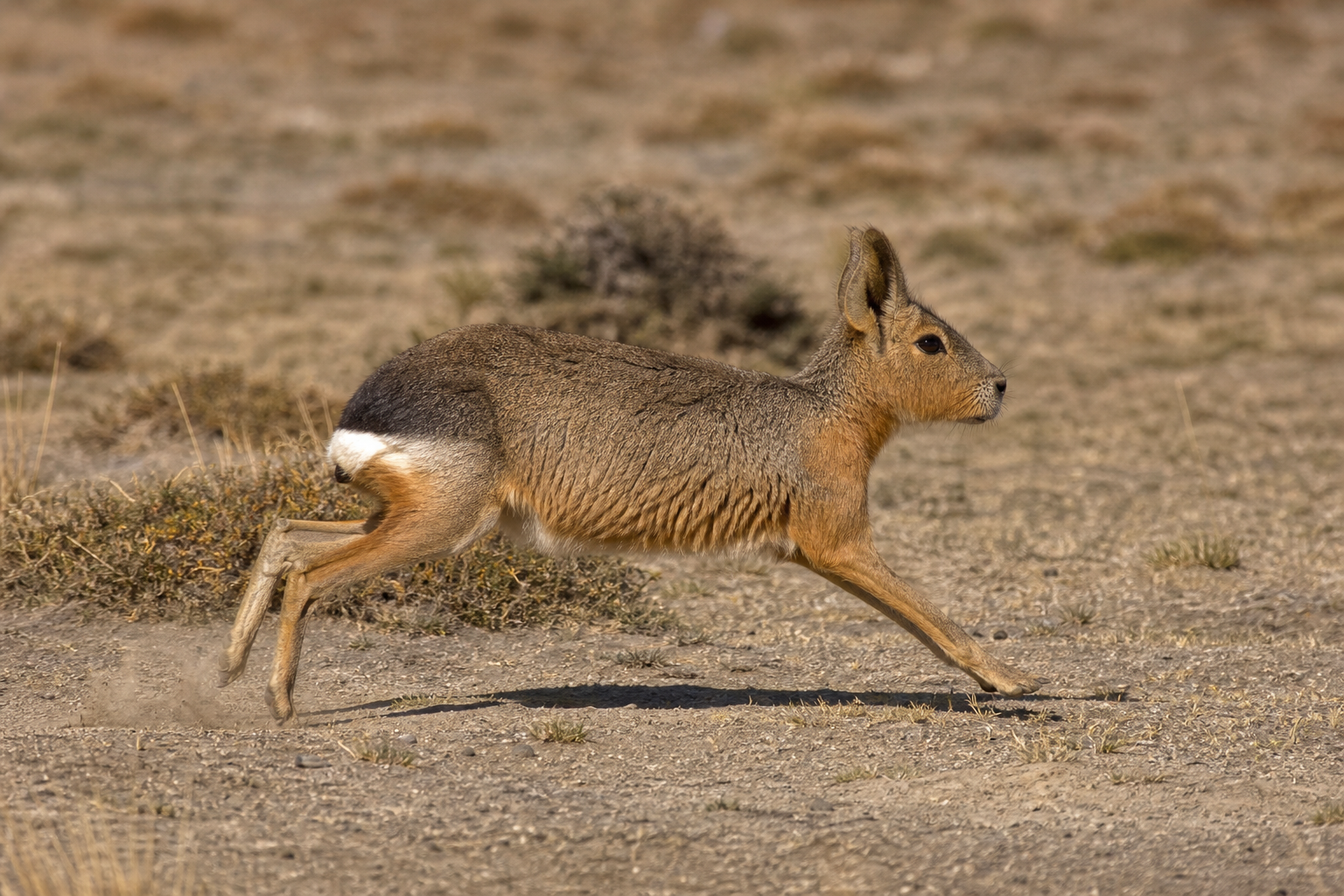 Patagonian Mara - Conservation Photography