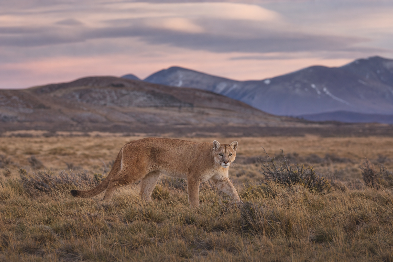 Puma