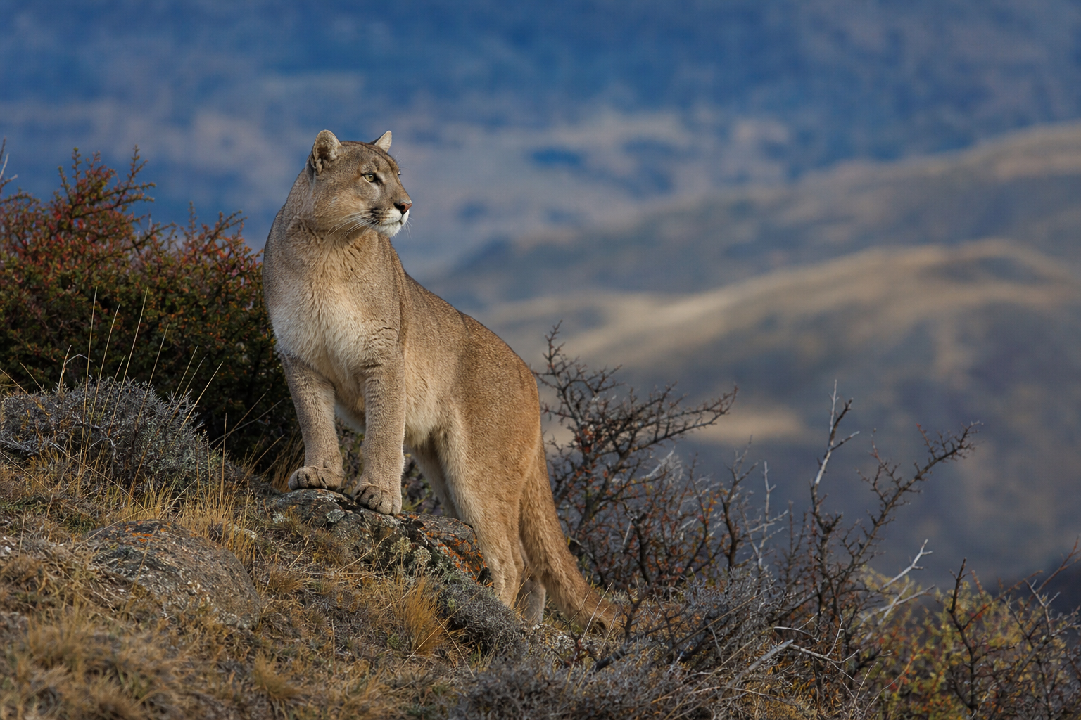 Puma - Conservation Photography