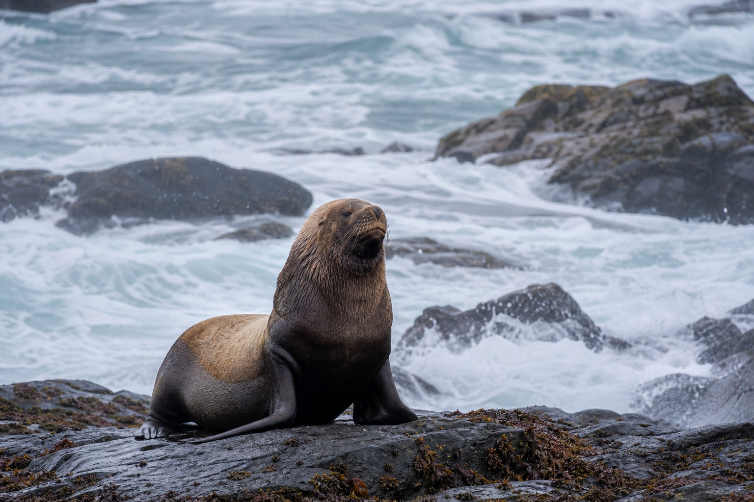 South American Sea Lion