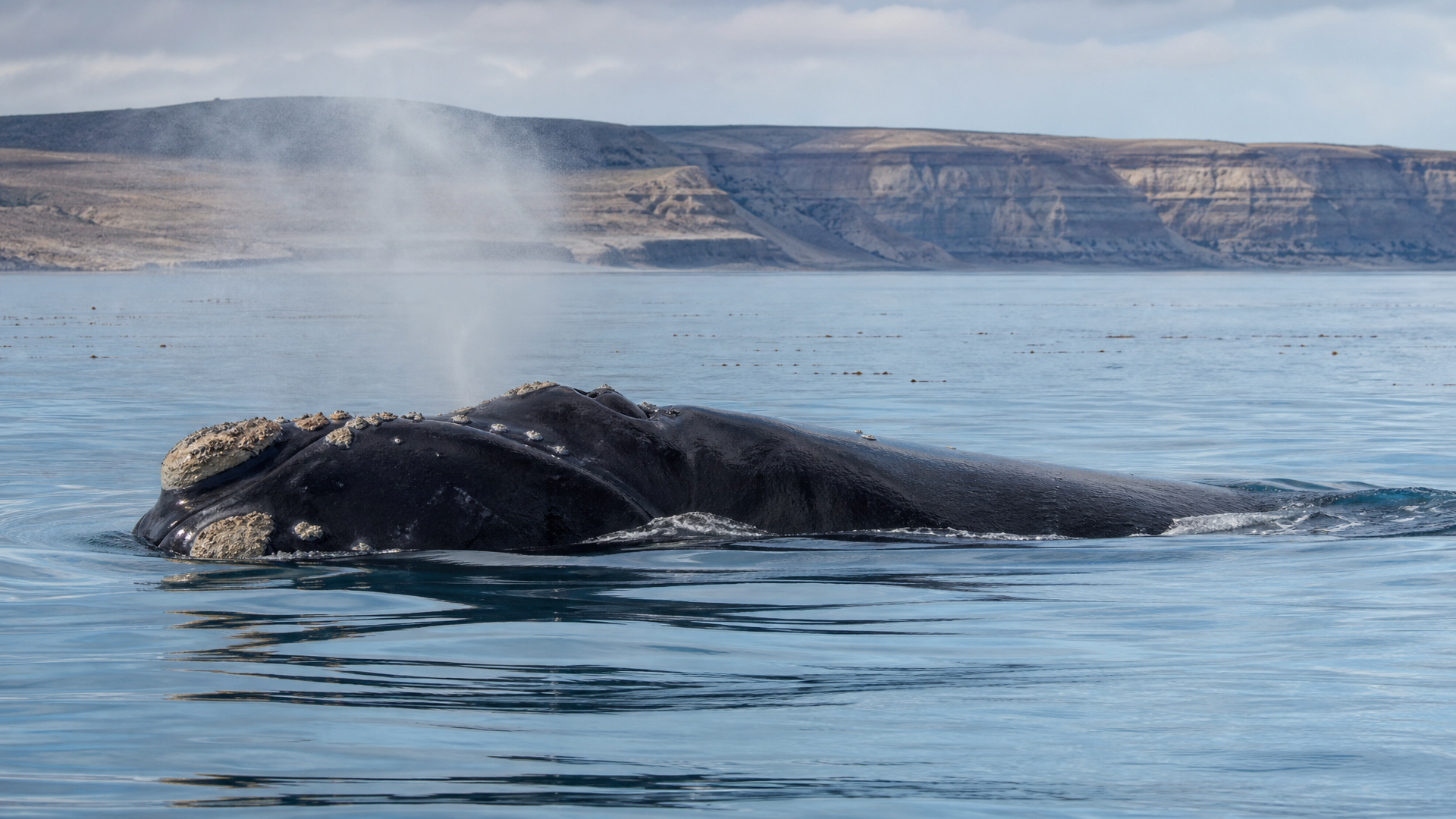 Southern Right Whale - Poster still