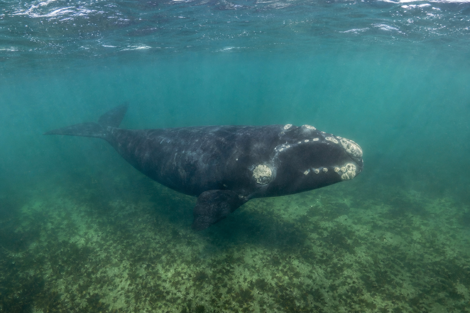 Southern Right Whale