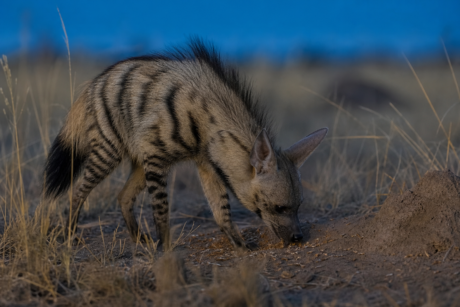 Aardwolf - Conservation Photography