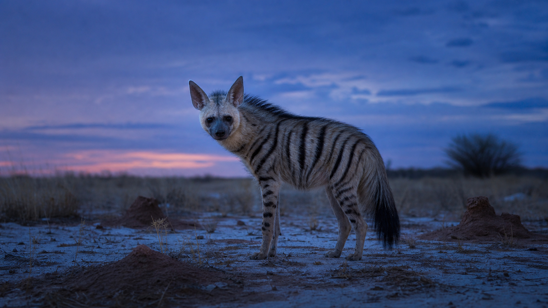 Aardwolf - Poster still