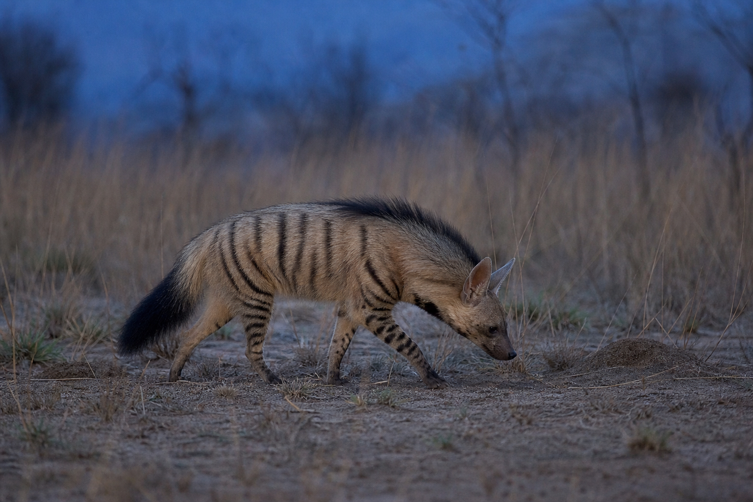 Aardwolf