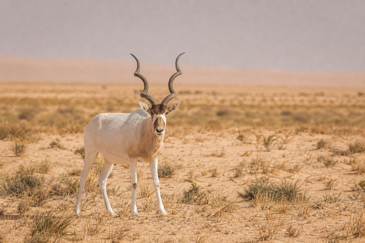 Addax - Conservation Photography