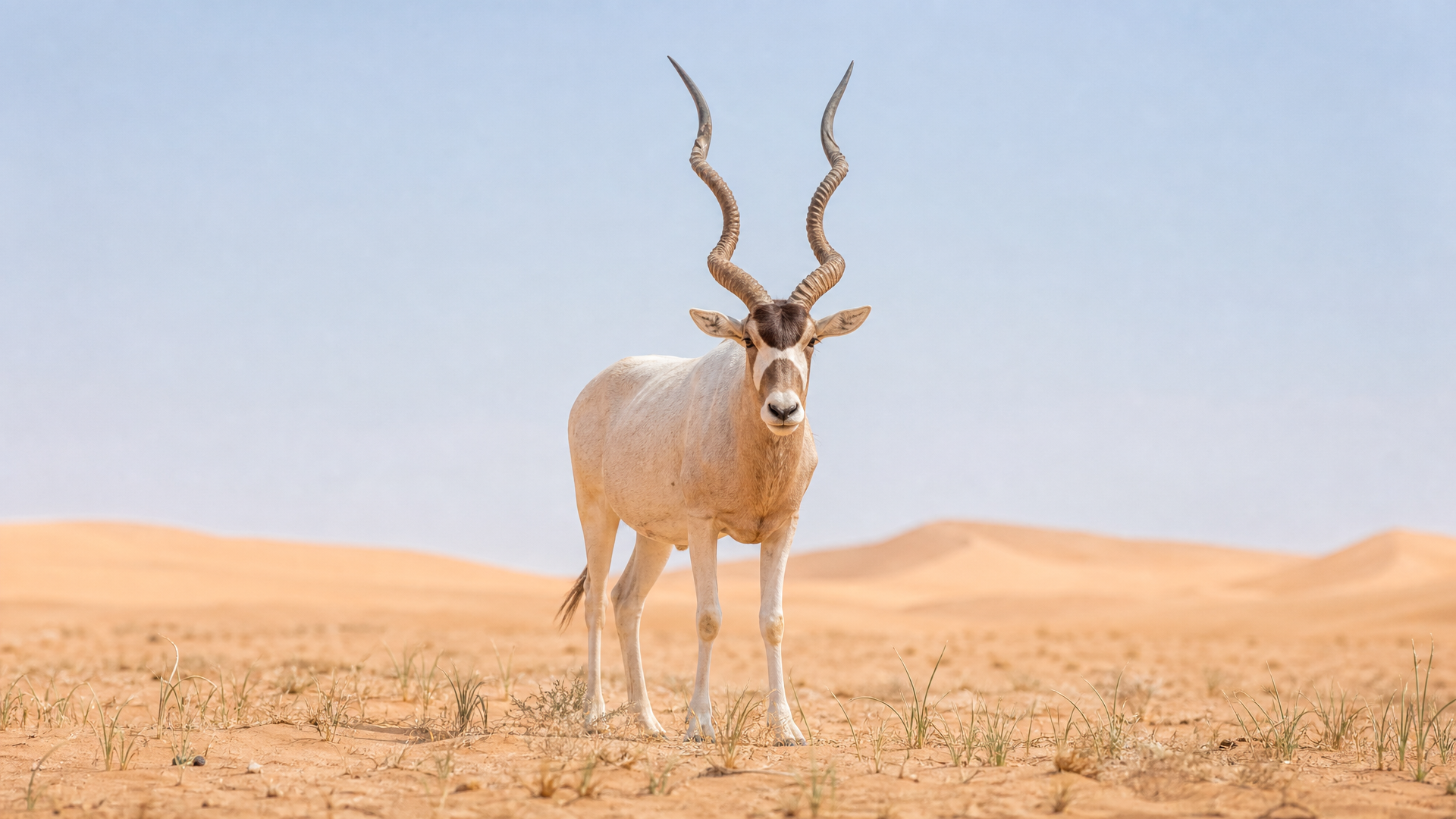 Addax - Poster still