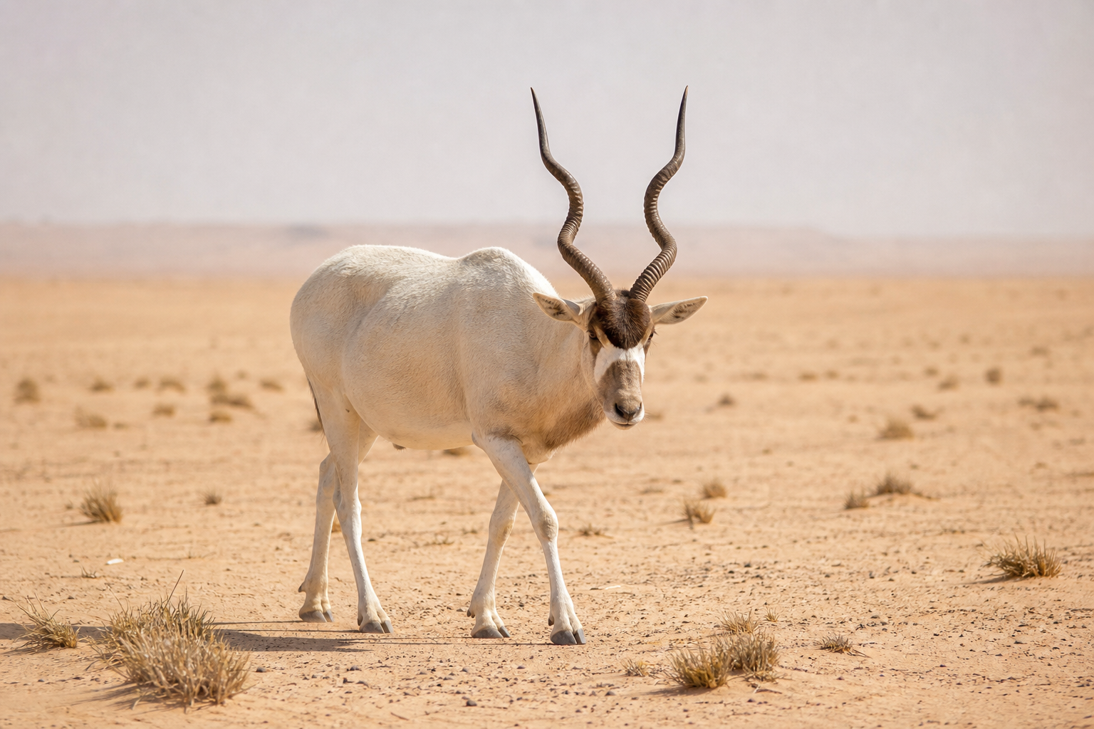Addax