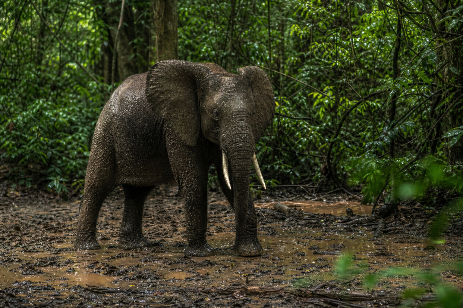 African Forest Elephant