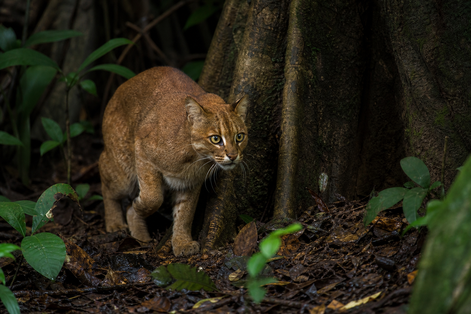 African Golden Cat - Conservation Photography