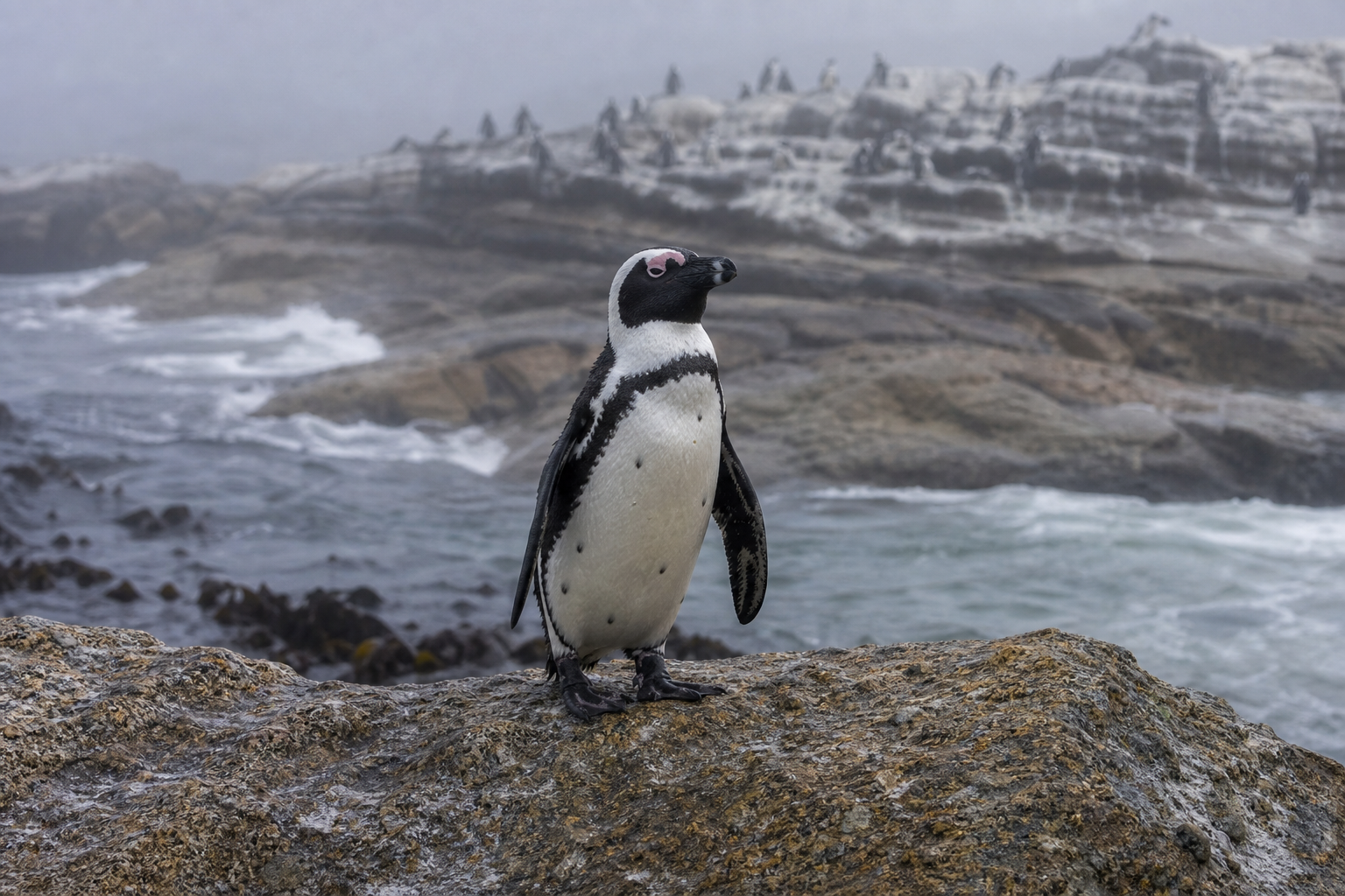 African Penguin