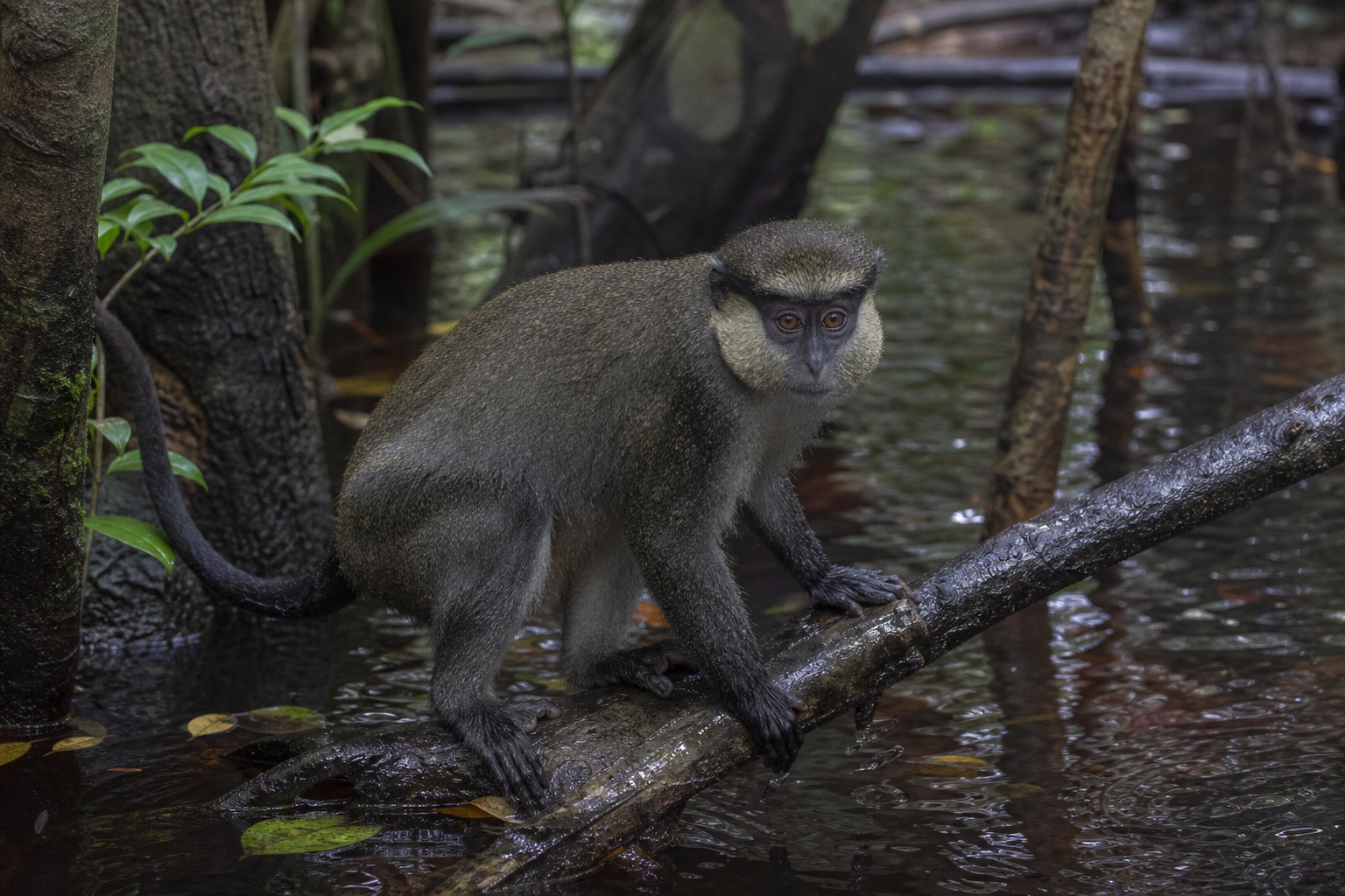 Allen's Swamp Monkey - Conservation Photography