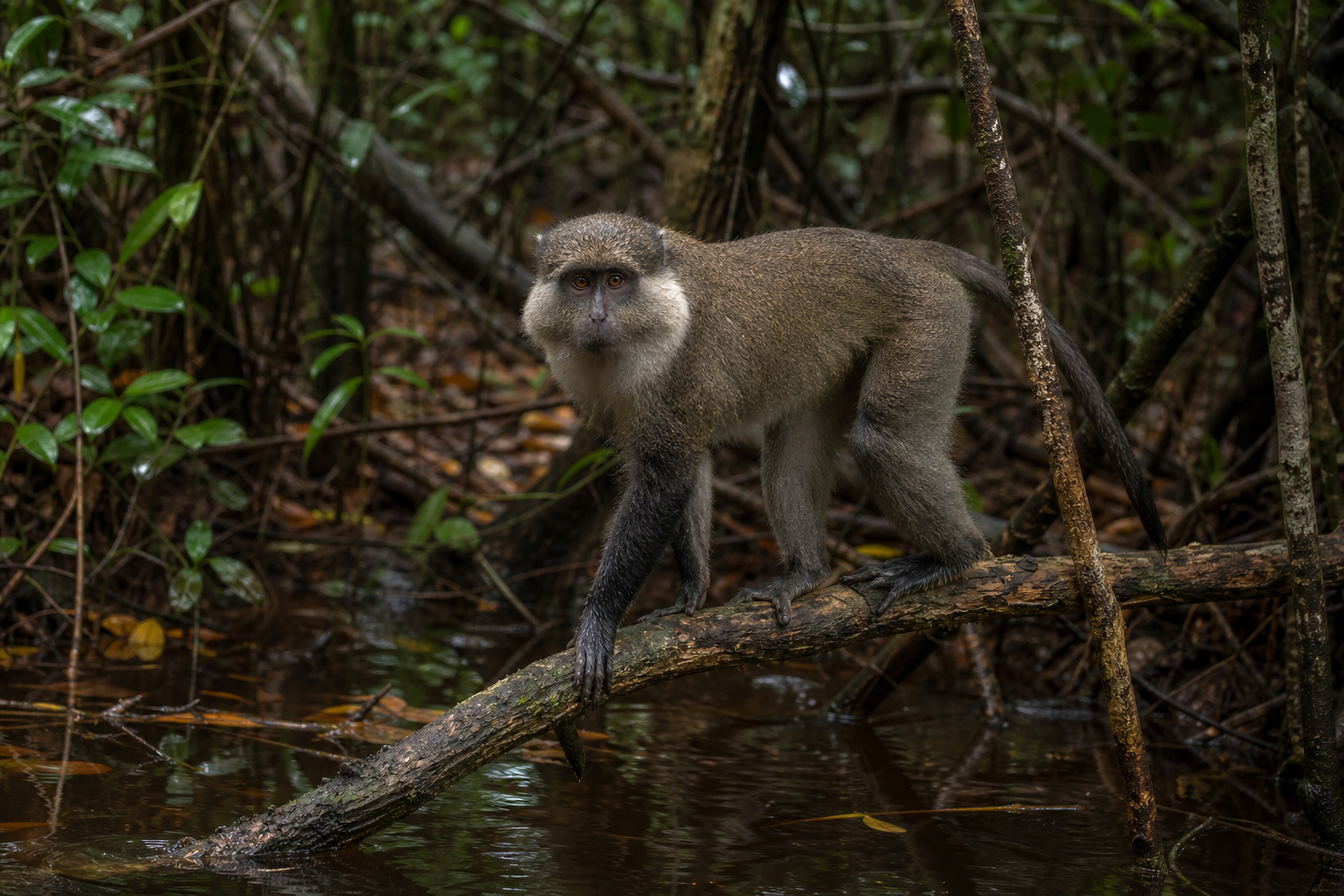 Allen's Swamp Monkey