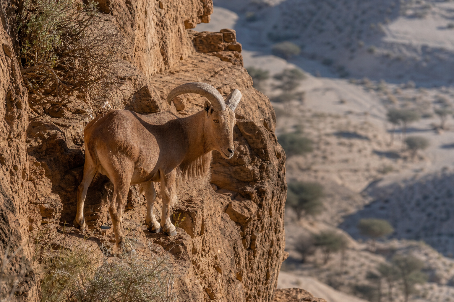 Aoudad (Barbary Sheep) - Conservation Photography