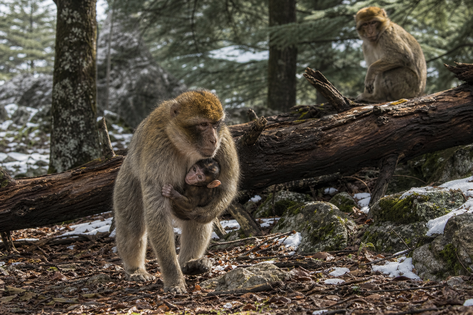 Barbary Macaque - Conservation Photography