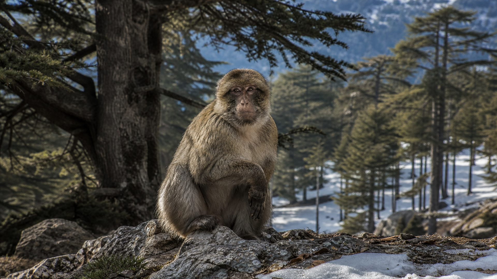 Barbary Macaque - Poster still