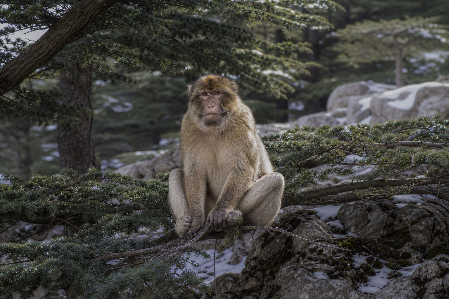 Barbary Macaque