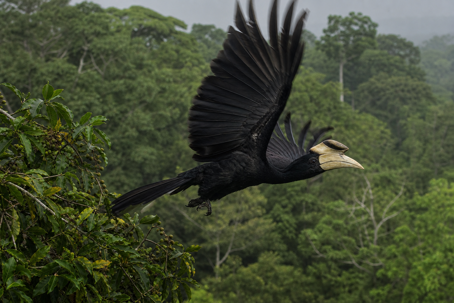 Black-casqued Hornbill - Conservation Photography