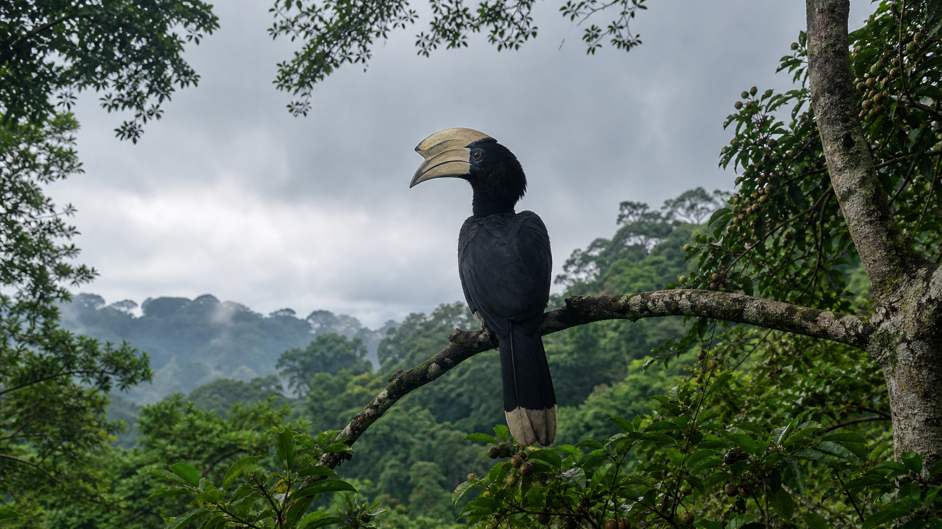 Black-casqued Hornbill - Poster still