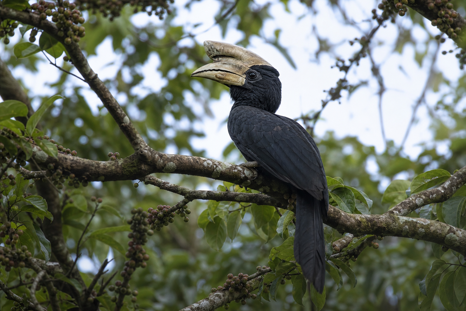 Black-casqued Hornbill