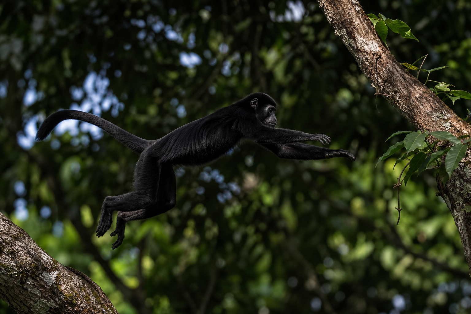 Black Colobus - Conservation Photography