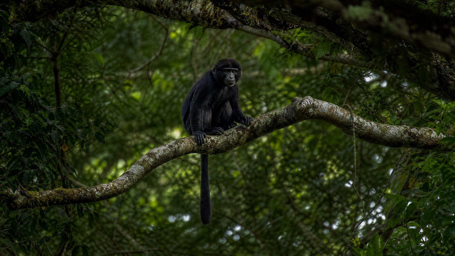 Black Colobus - Poster still