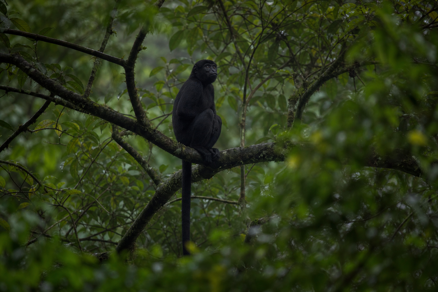 Black Colobus