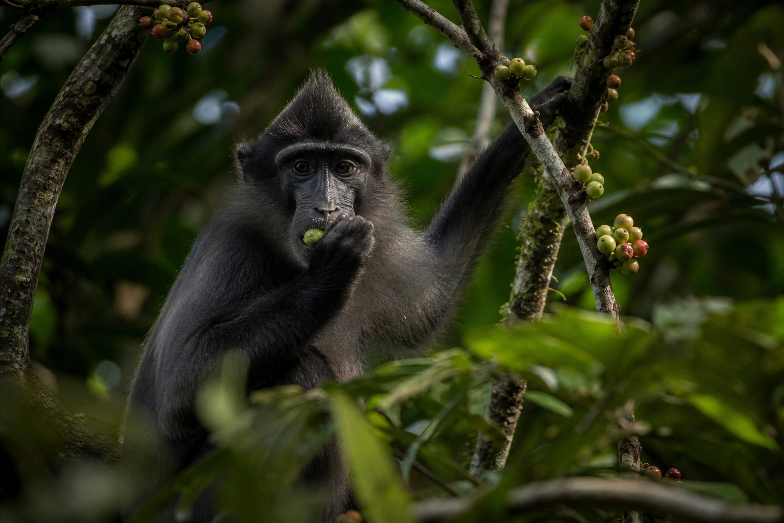 Black Mangabey - Conservation Photography