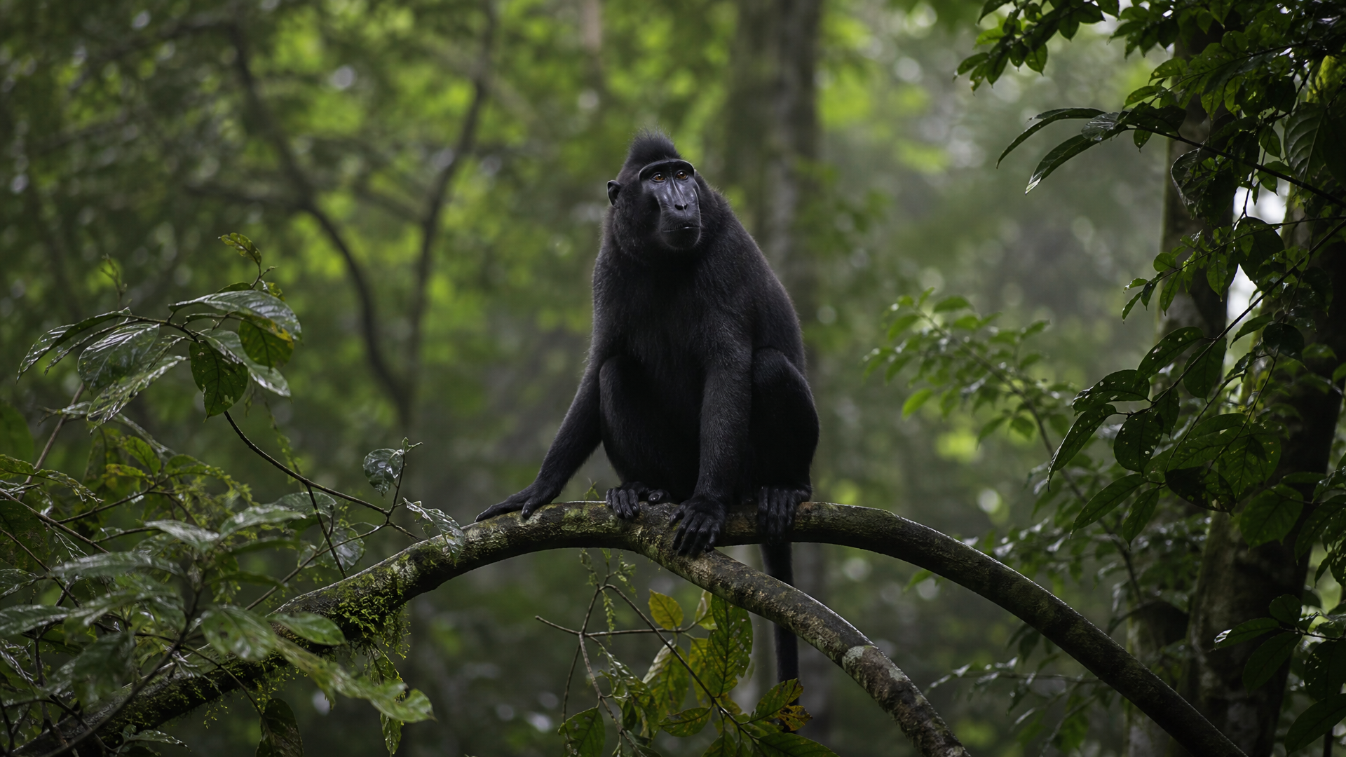 Black Mangabey - Poster still