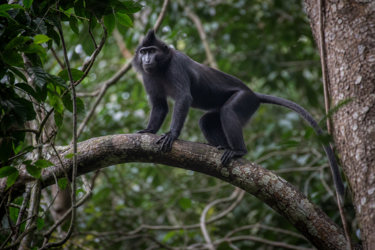 Black Mangabey