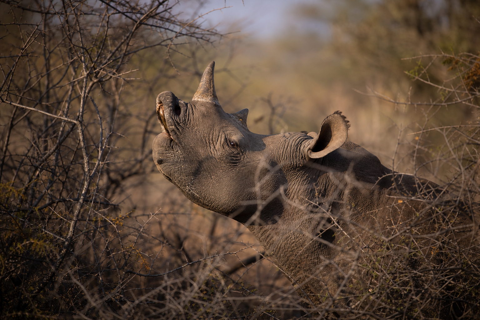 Black Rhinoceros - Conservation Photography