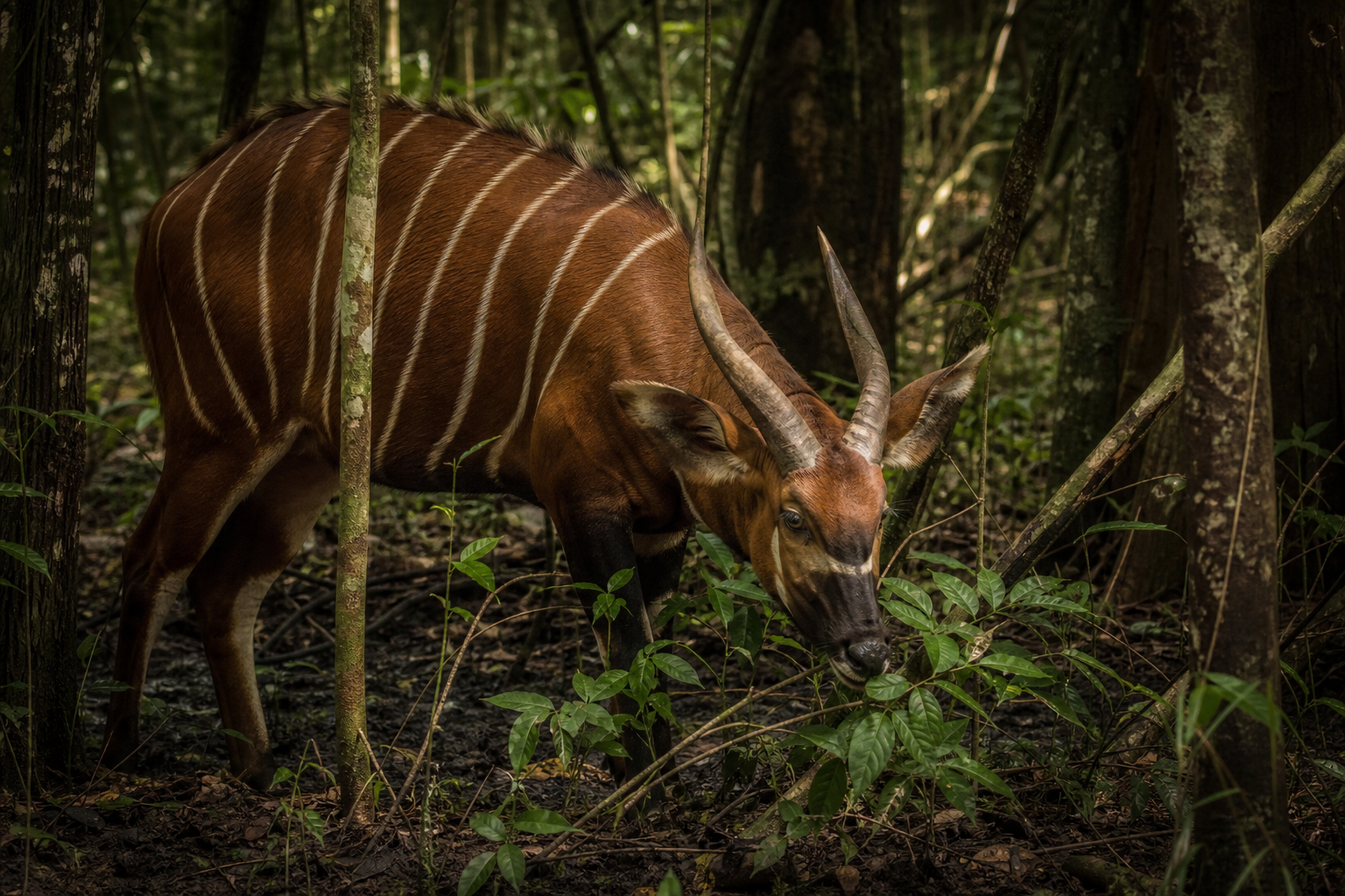 Bongo Antelope - Conservation Photography