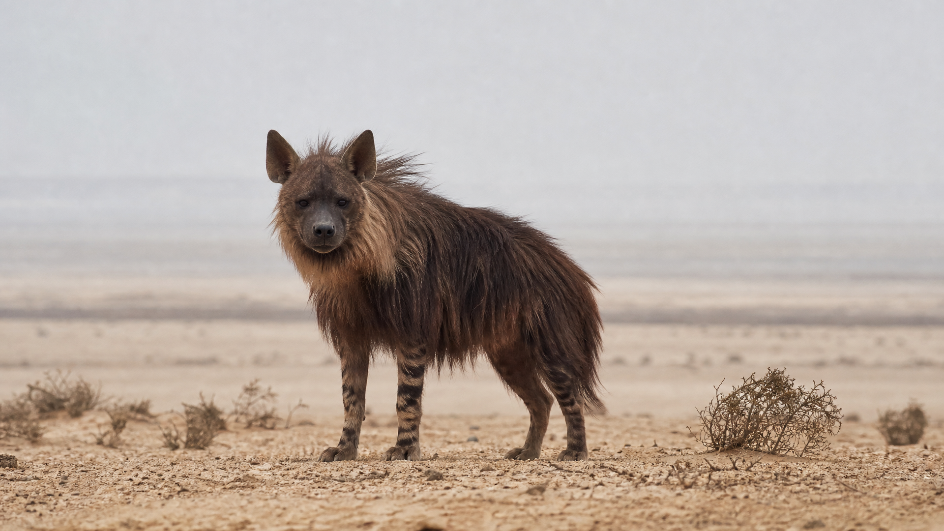 Brown Hyaena - Poster still