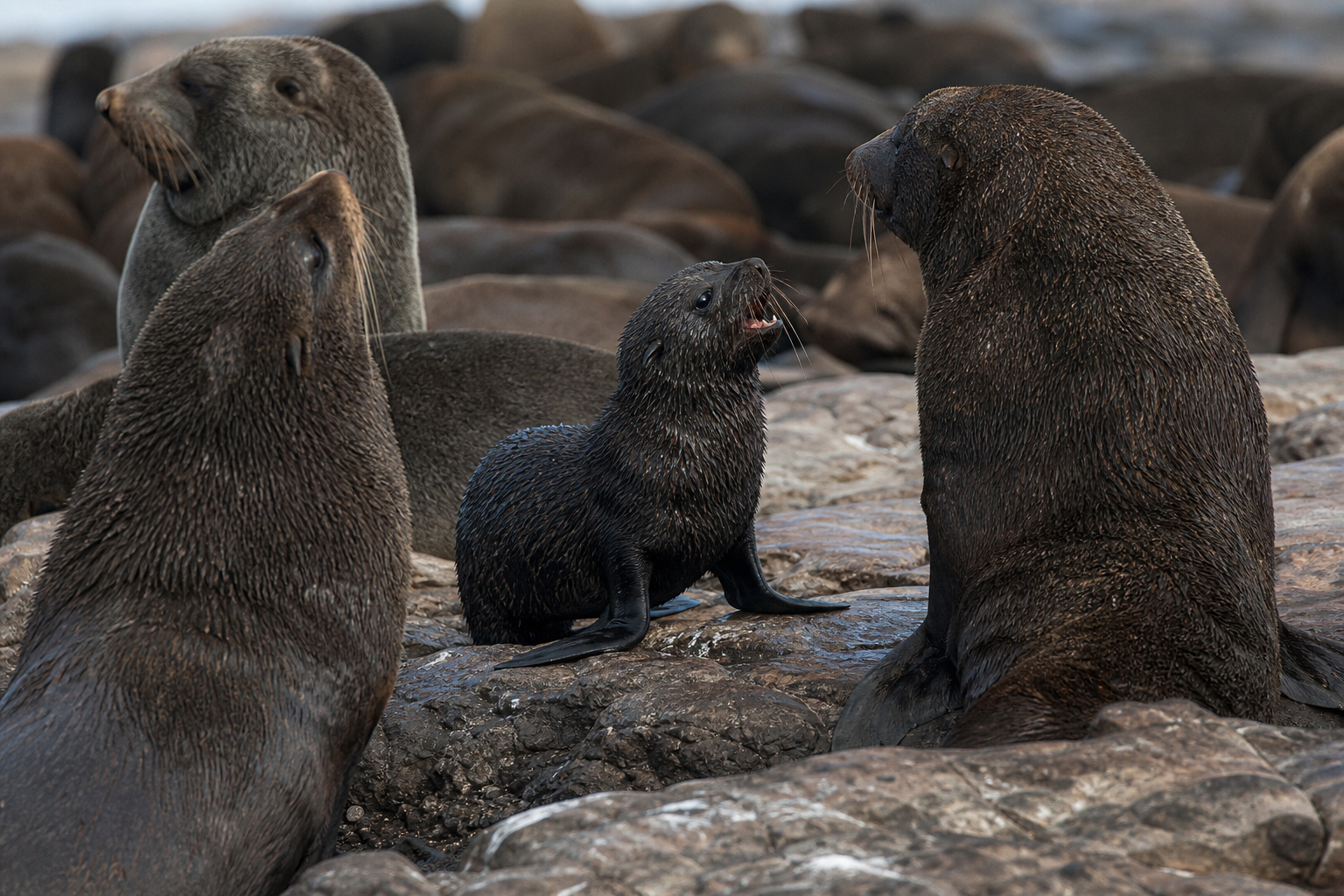 Cape Fur Seal - Conservation Photography
