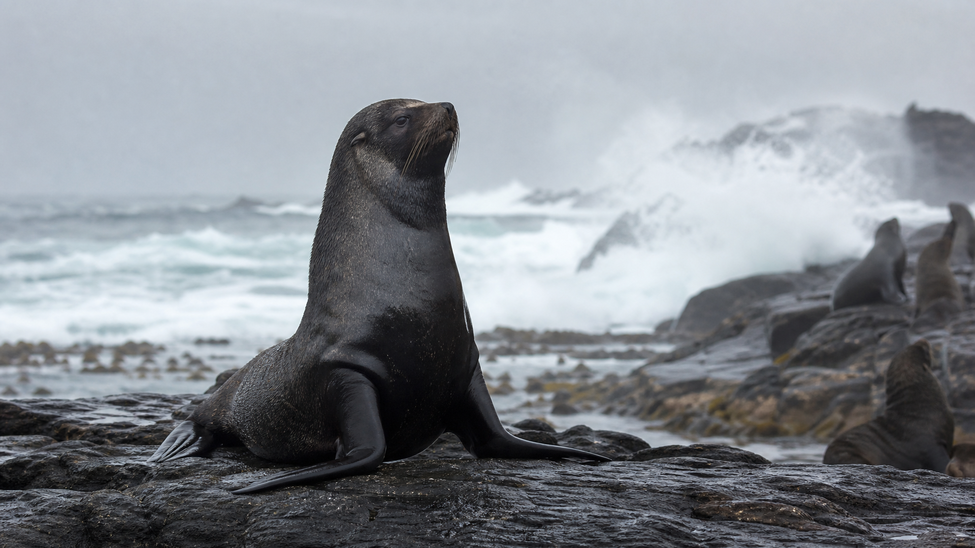 Cape Fur Seal - Poster still