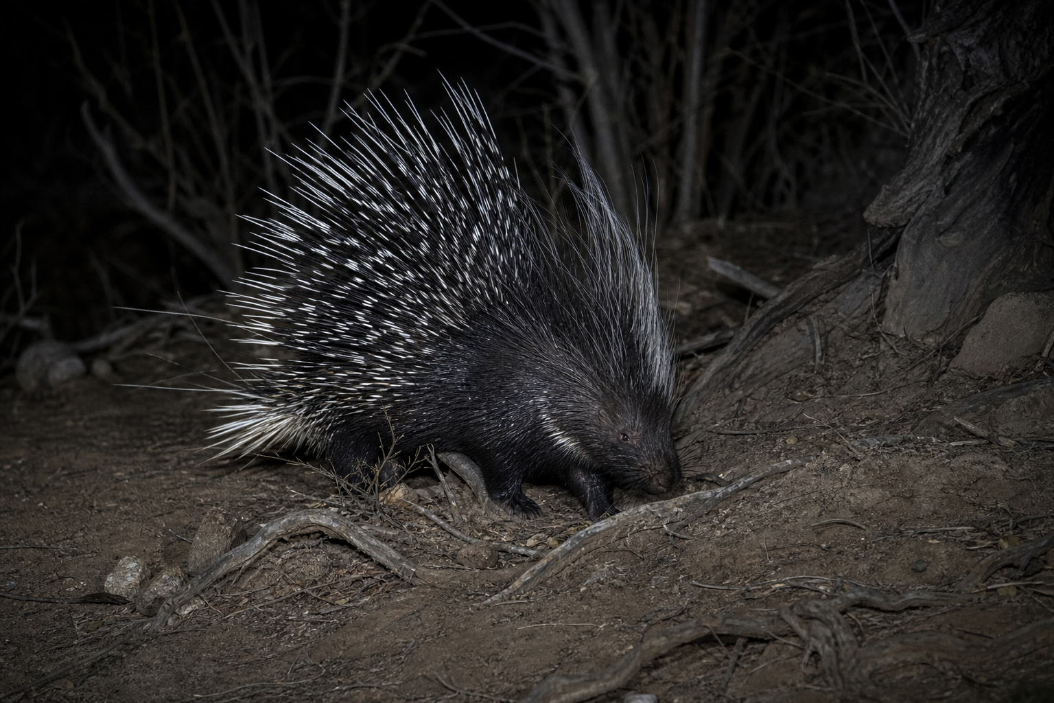 Cape Porcupine