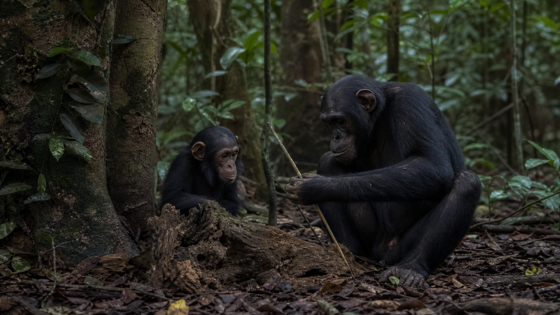 Central African Chimpanzee - Poster still