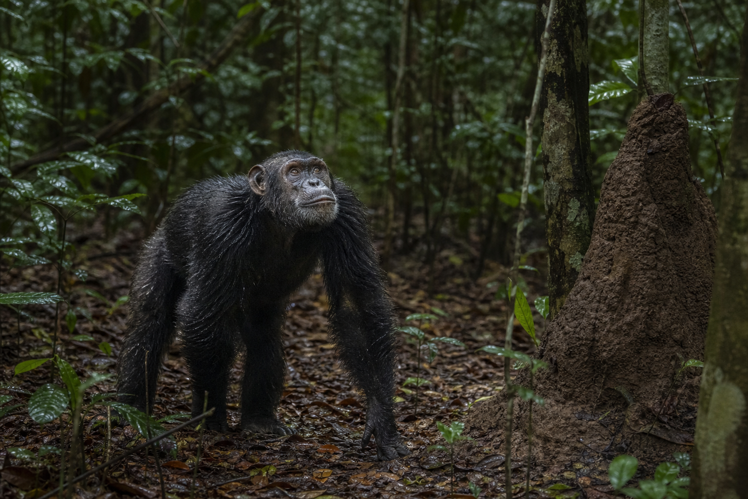 Central African Chimpanzee