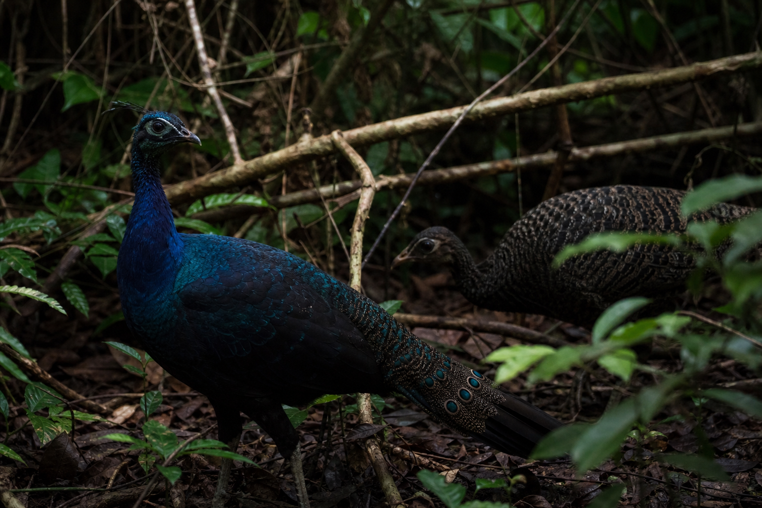 Congo Peafowl - Conservation Photography