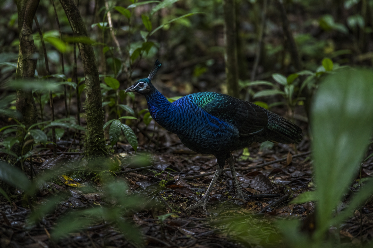 Congo Peafowl