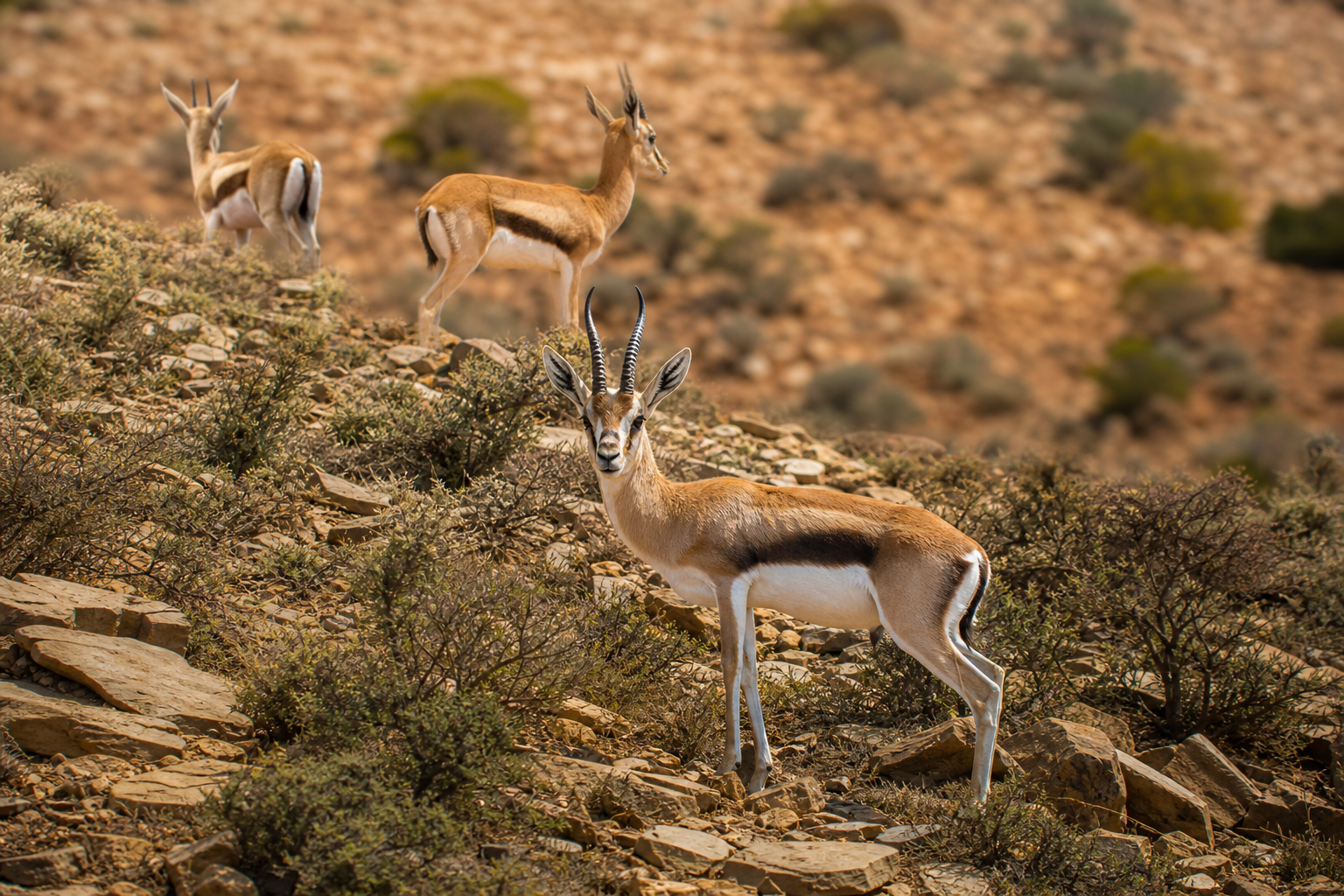 Cuvier's Gazelle - Conservation Photography