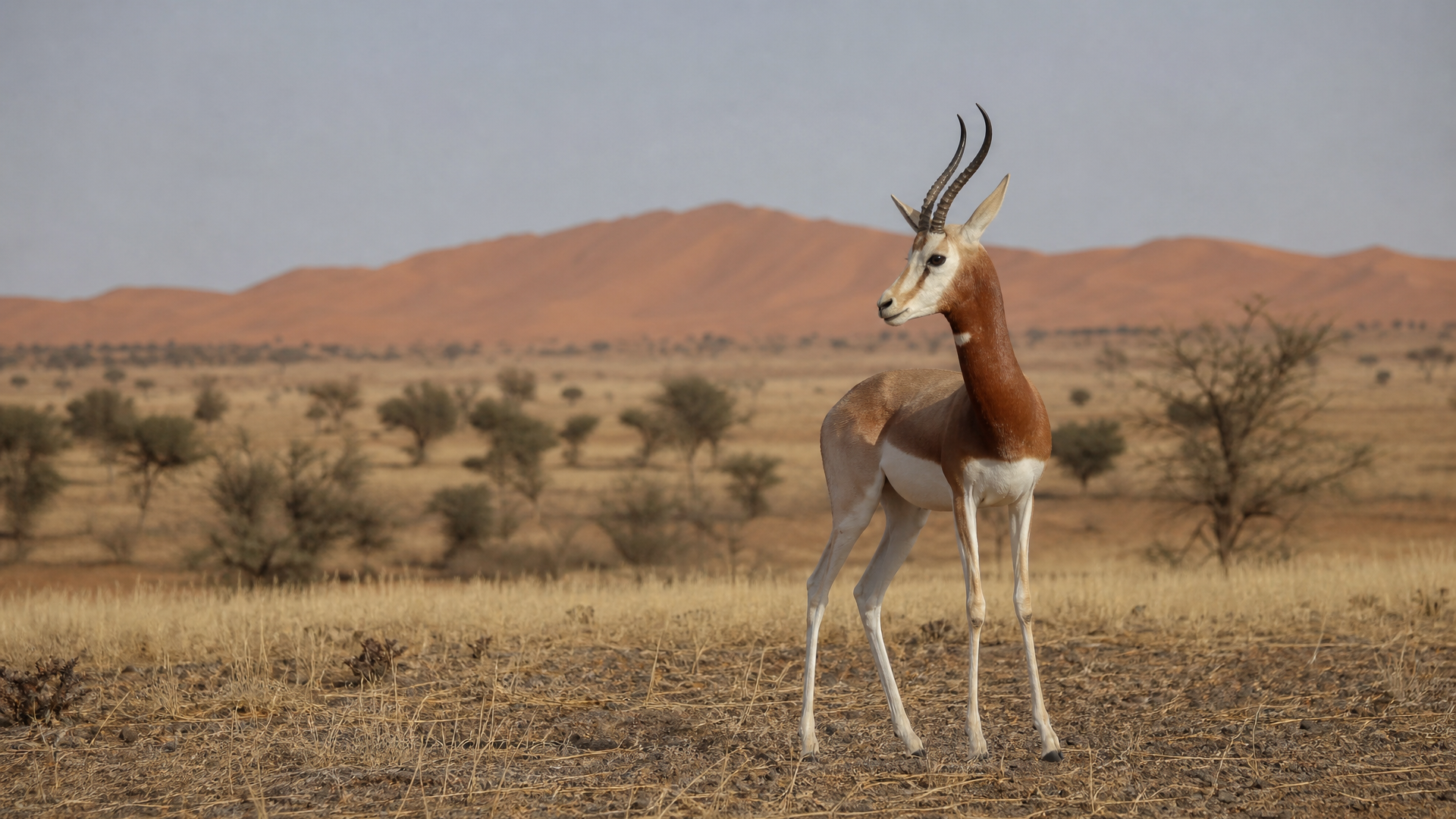 Dama Gazelle - Poster still