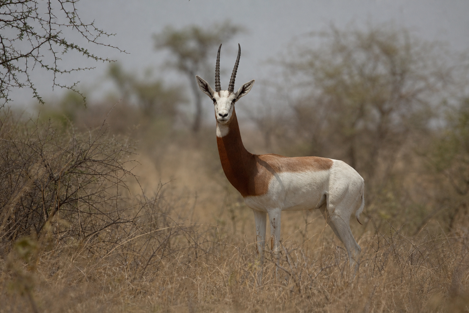 Dama Gazelle
