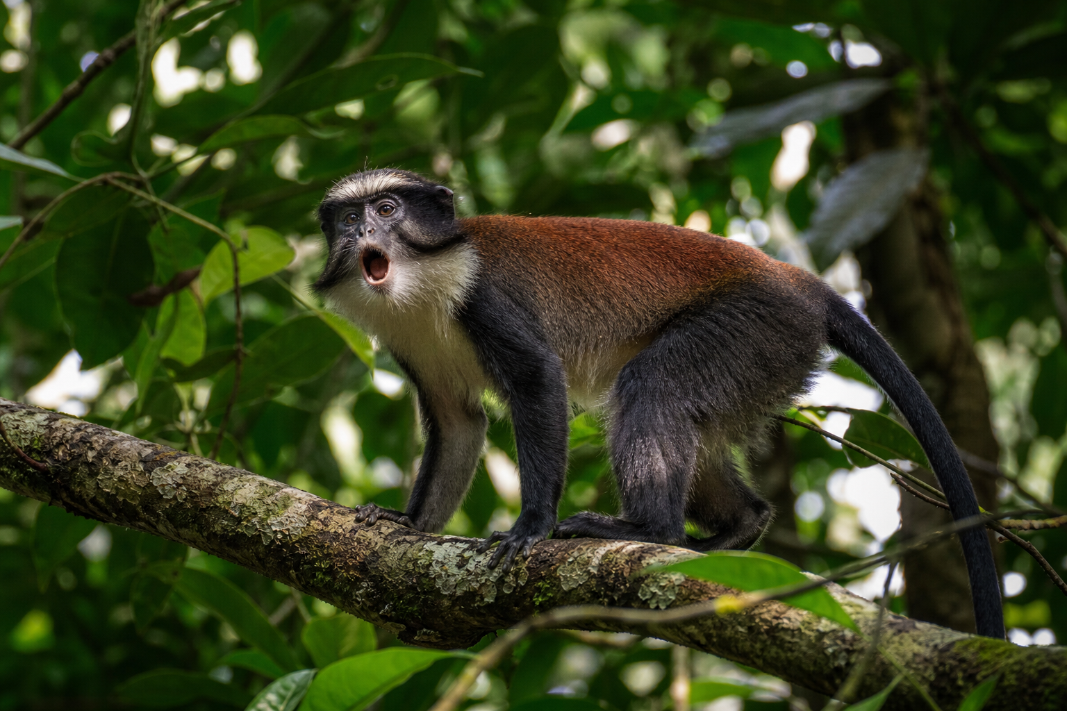Diana Monkey - Conservation Photography