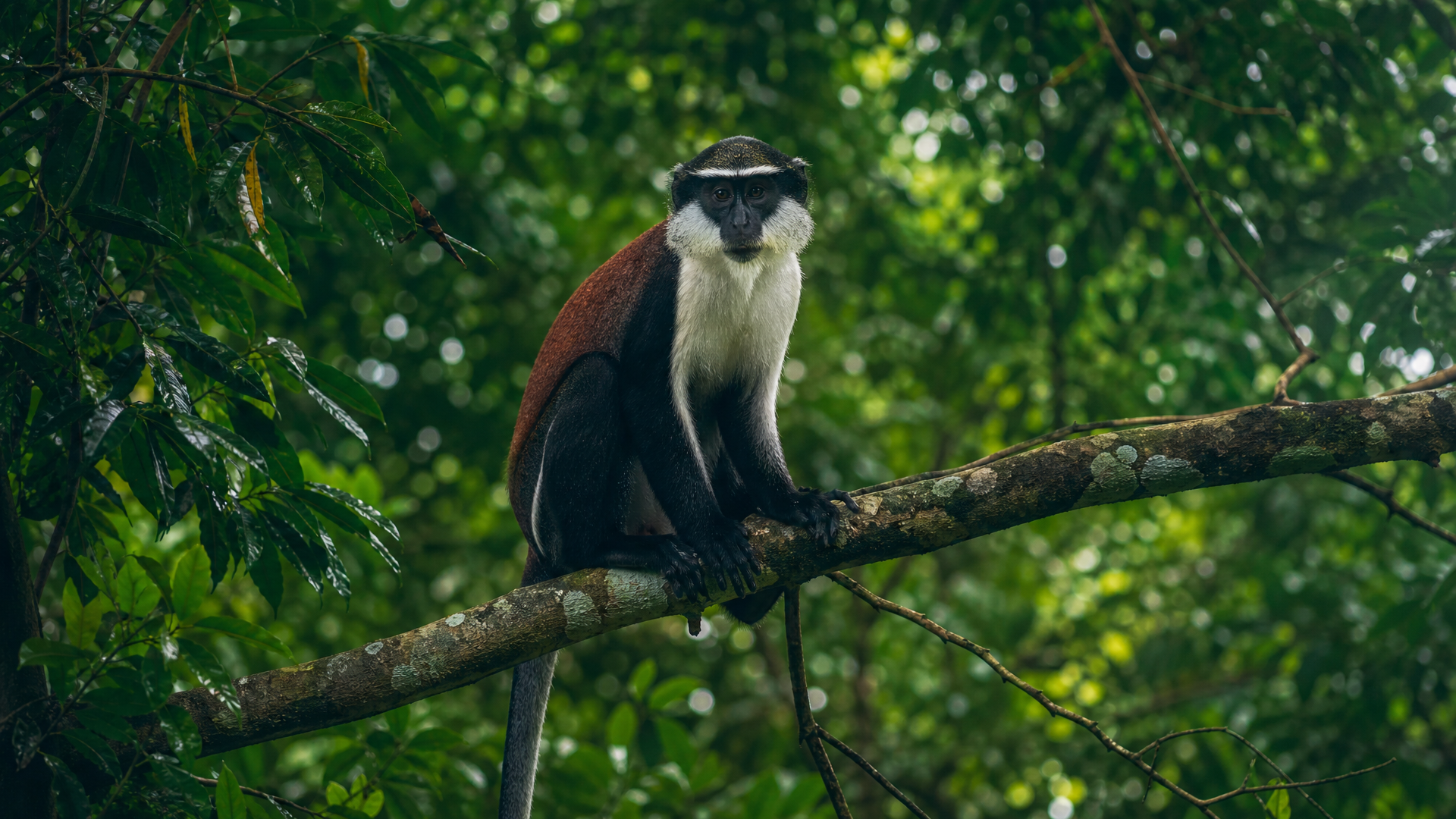 Diana Monkey - Poster still