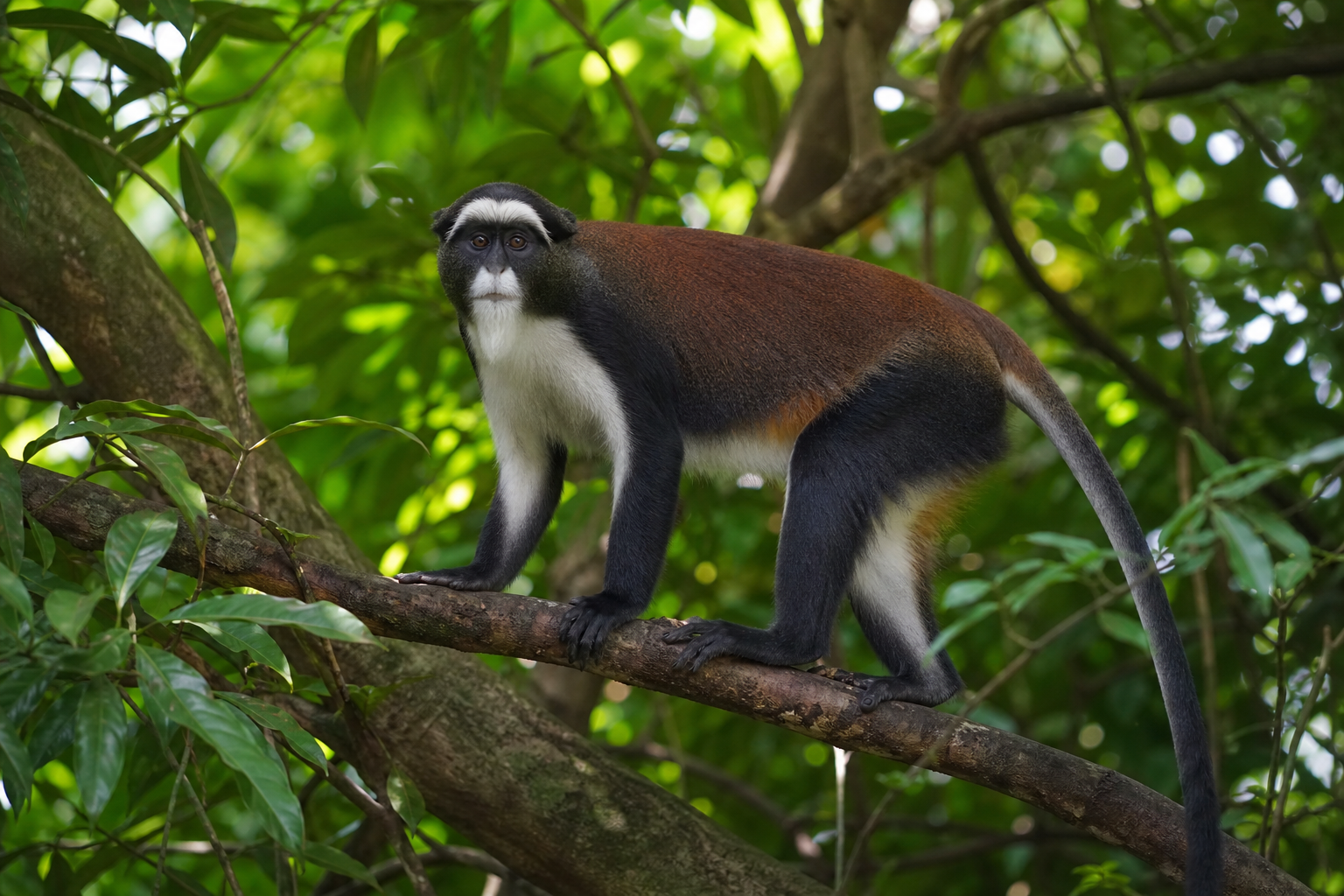 Diana Monkey