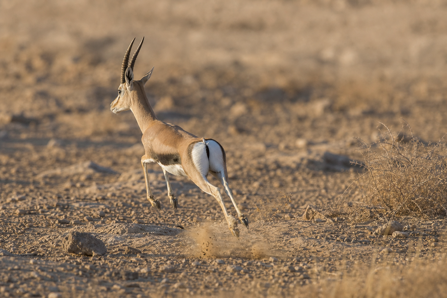 Dorcas Gazelle - Conservation Photography