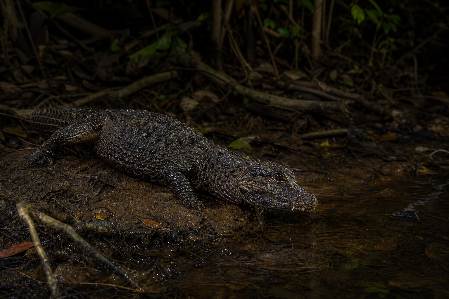 Dwarf Crocodile - Conservation Photography